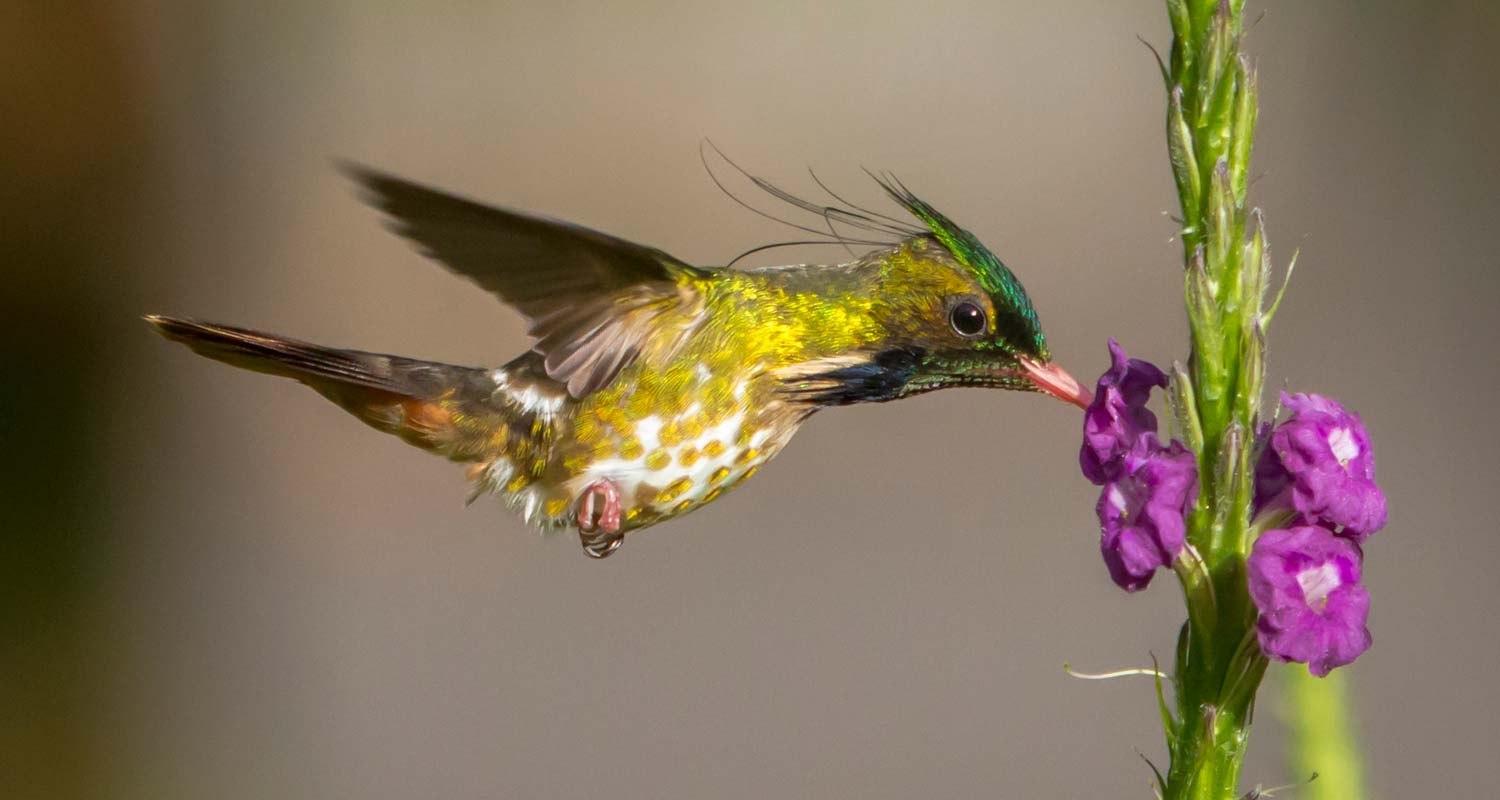 Male Black crested Coquette