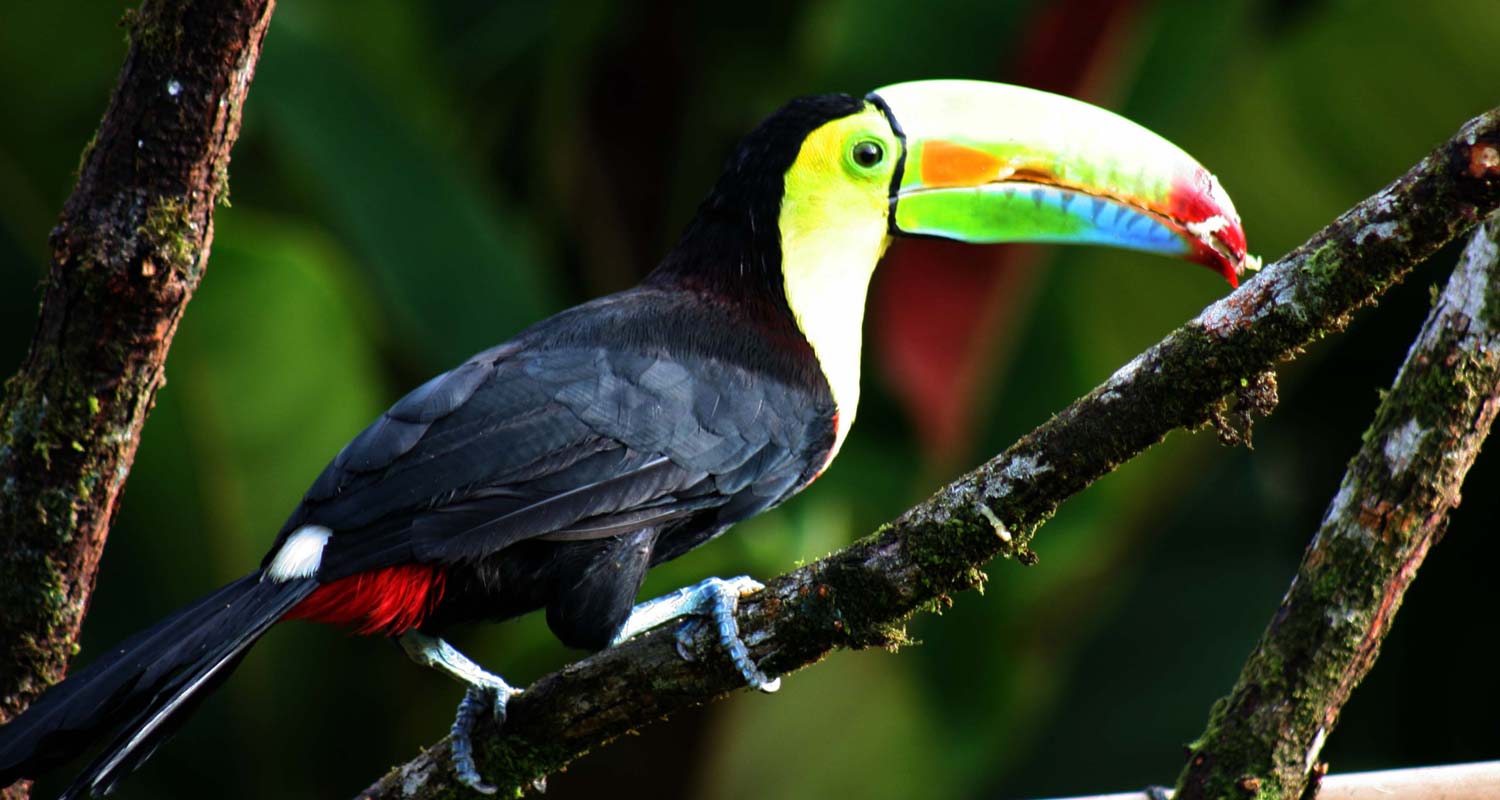 Keel Billed Toucan