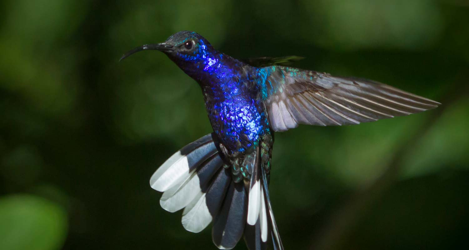 Violet-Sabrewing-male