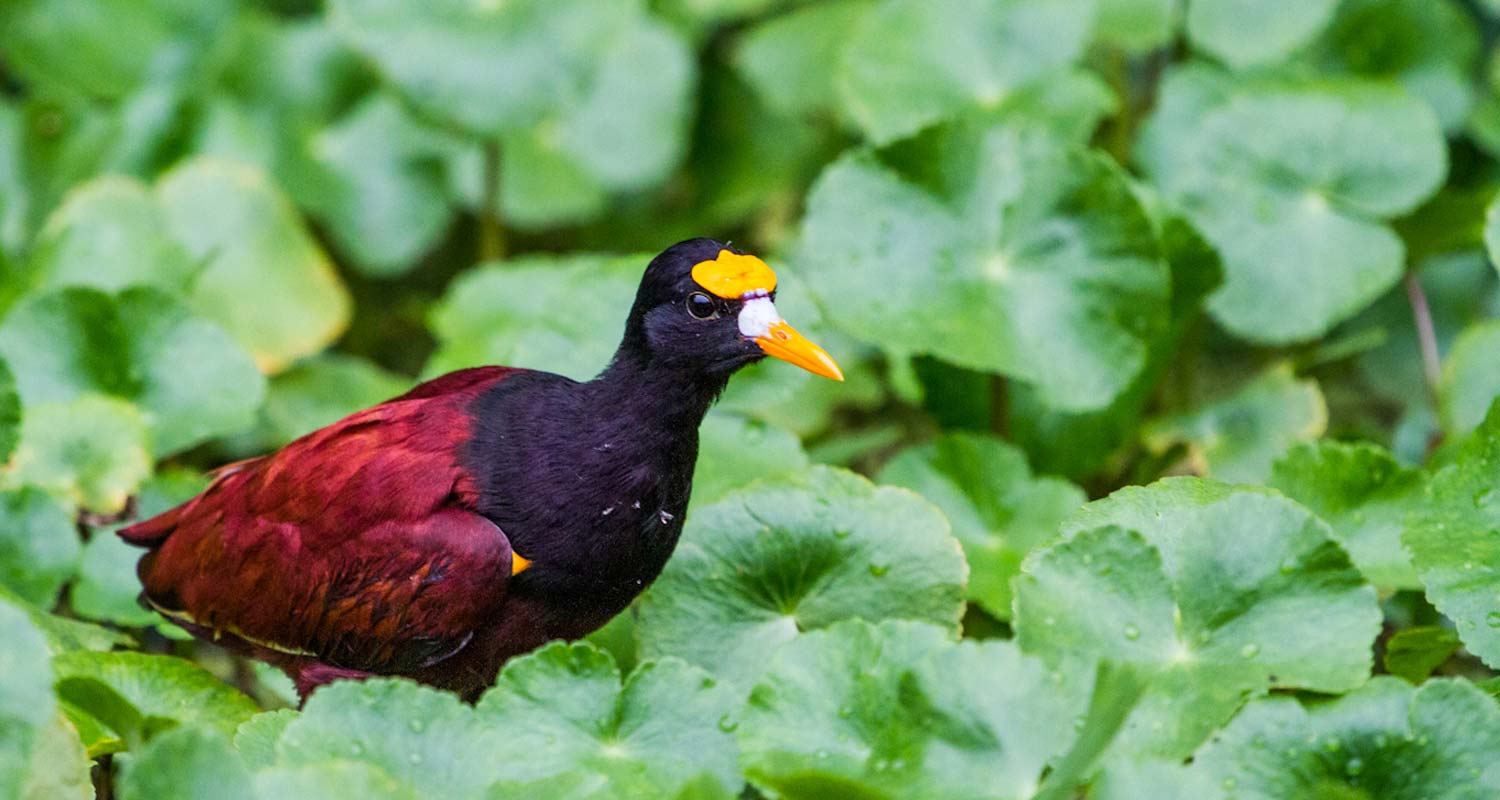 Northern Jacana