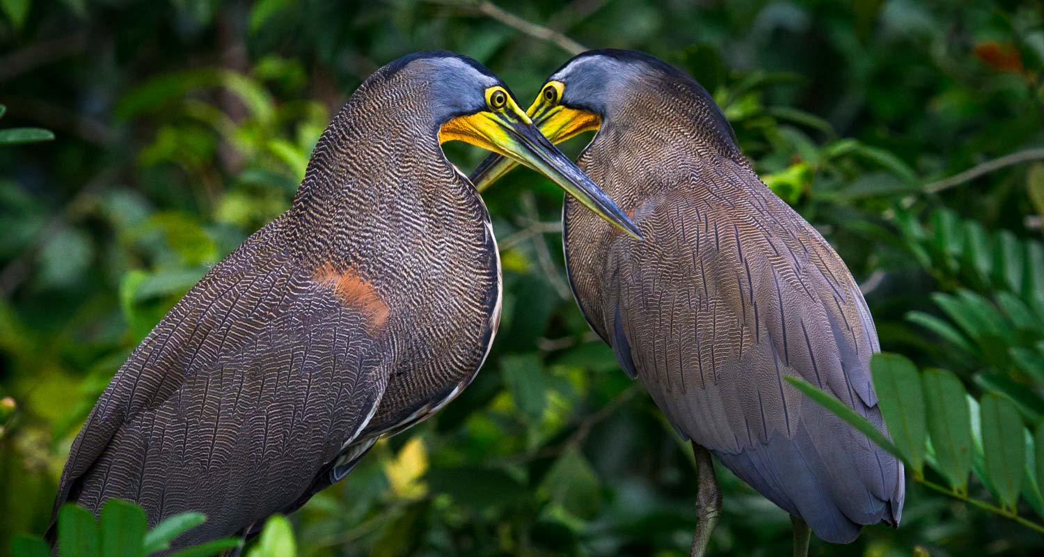 A pair of Bare throated Tiger Heron
